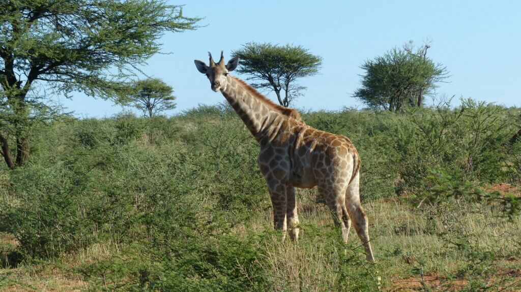 Baby Giraffe Okonjima Plains Camp