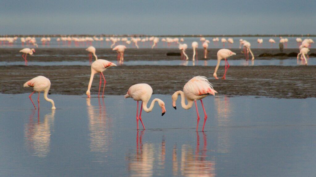 Flamingos in Walvis Bay