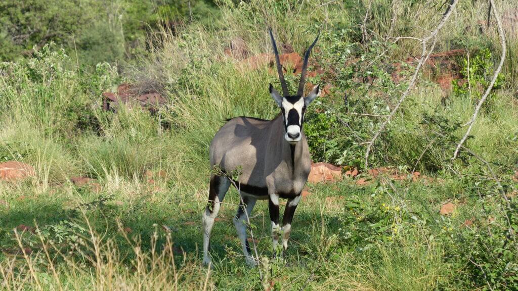 Oryxantilope Okonjima Plains Camp