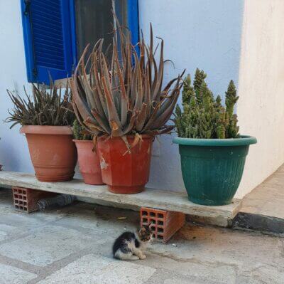 Vom Wind zerzauste Katze in Nisyros
